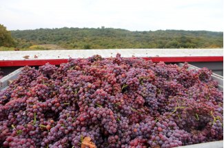 vino